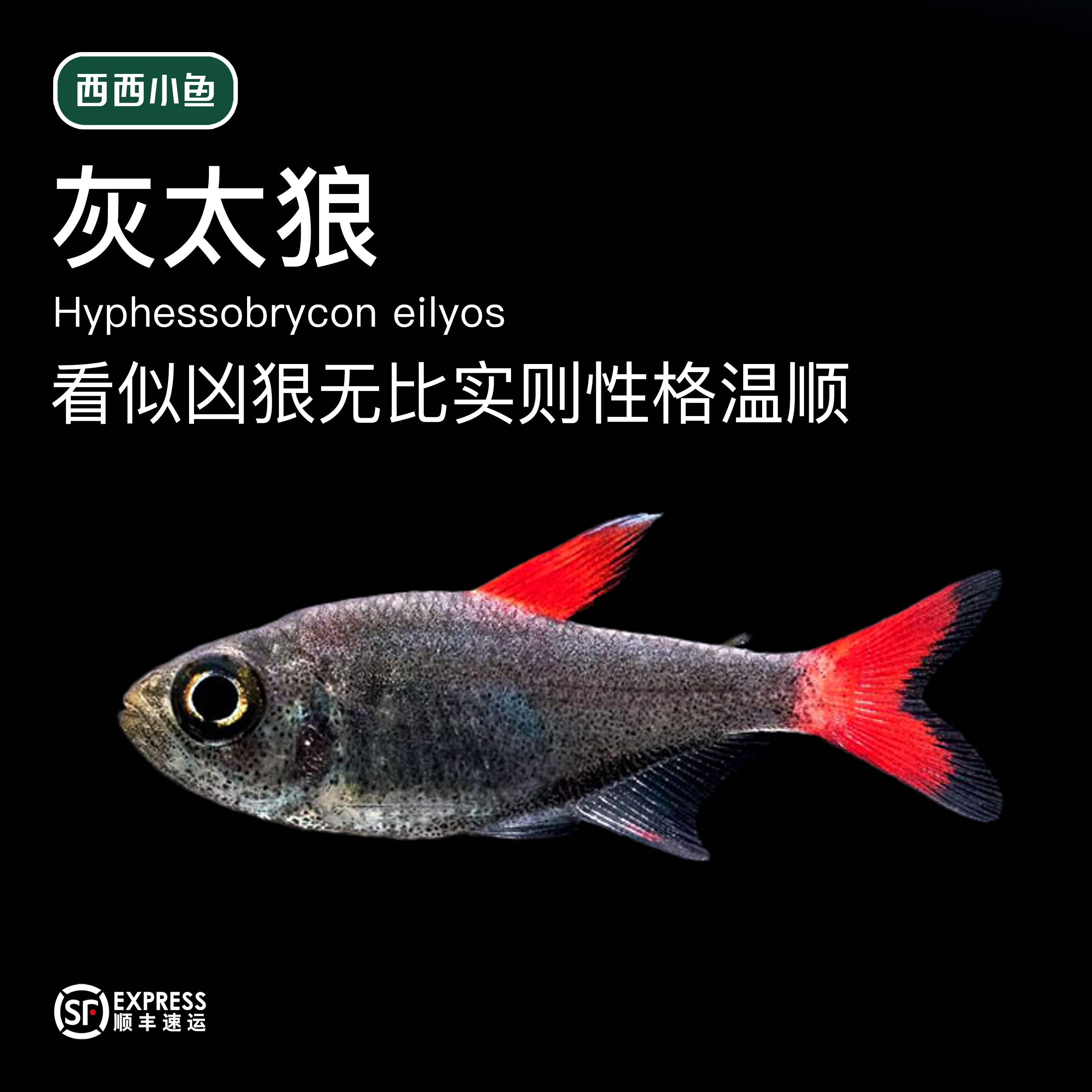西西小鱼 灰太狼鱼 2cm 灯科鱼小鱼观赏鱼水族活体热带混养饲养