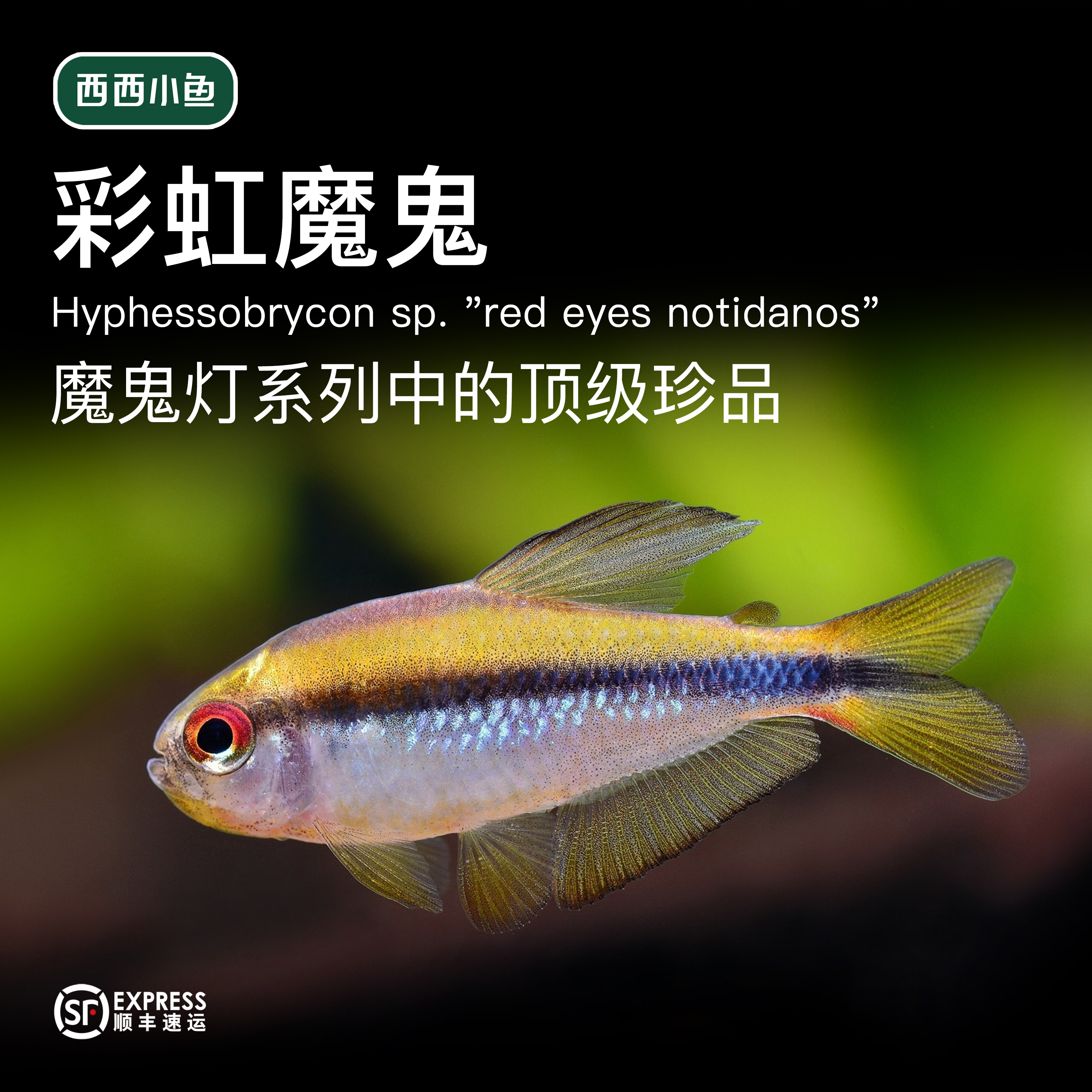 西西小鱼 彩虹魔鬼鱼灯科鱼