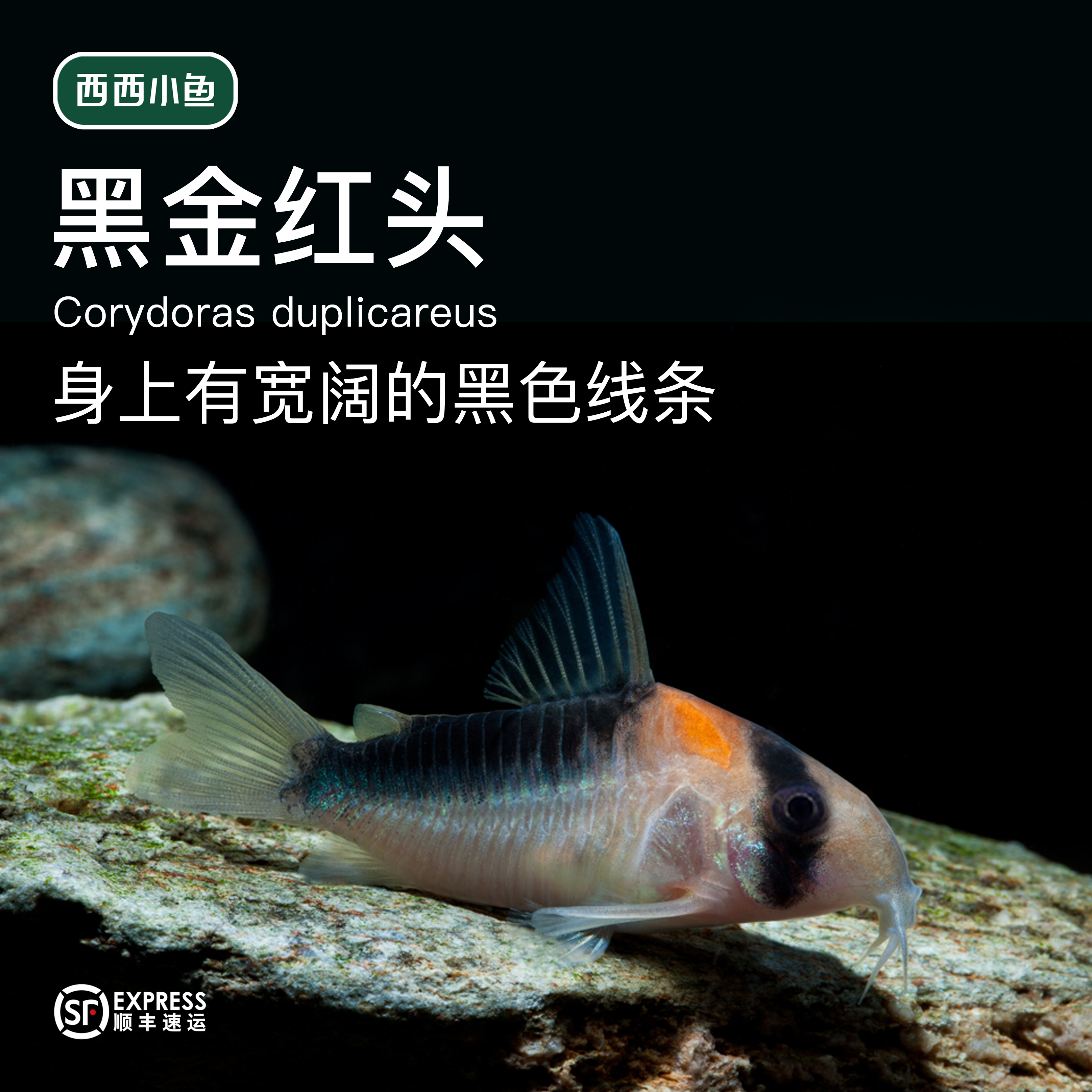 西西小鱼 黑金红头鼠  小鱼观赏鱼小型饲养混养热带水族活体