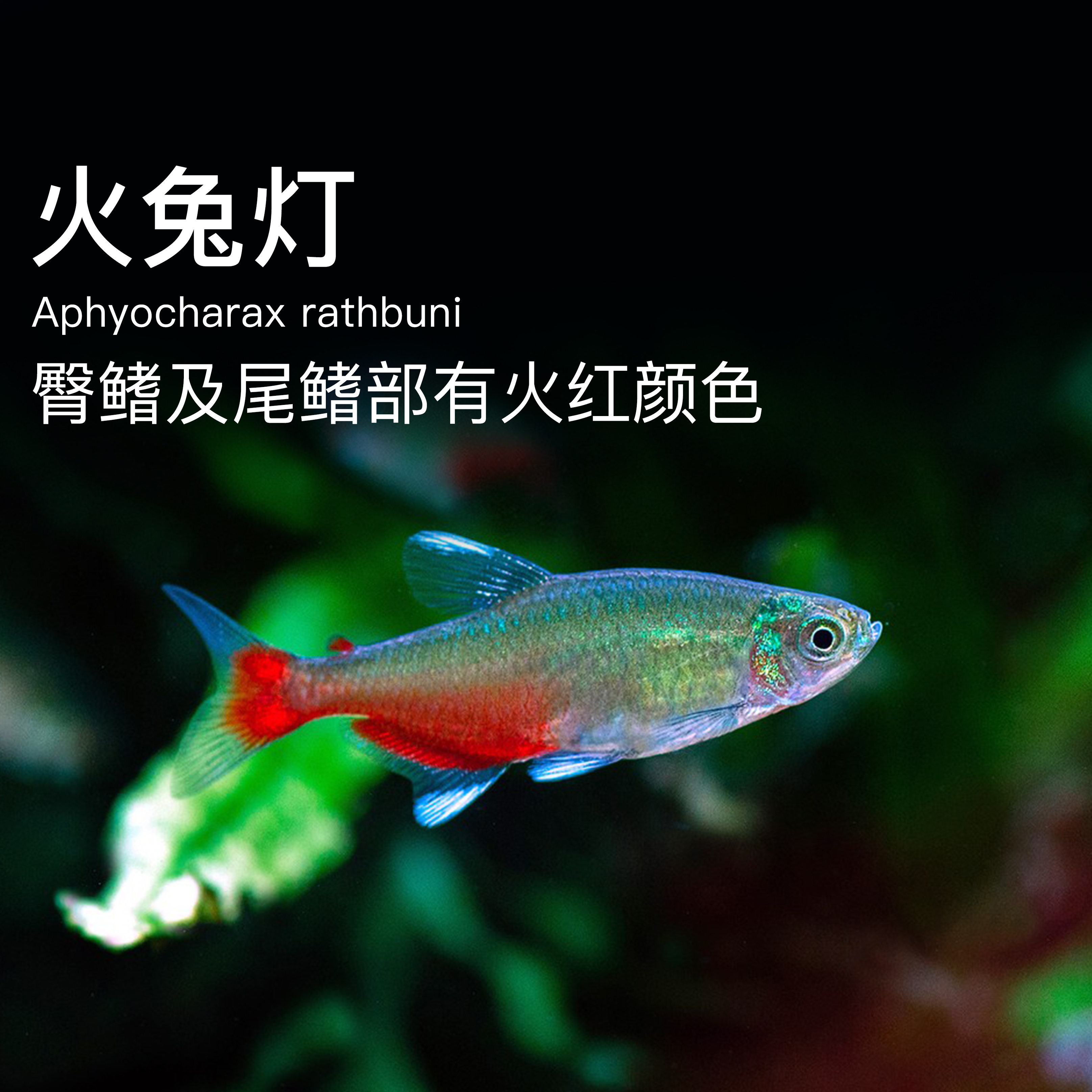 西西小鱼 火兔灯鱼