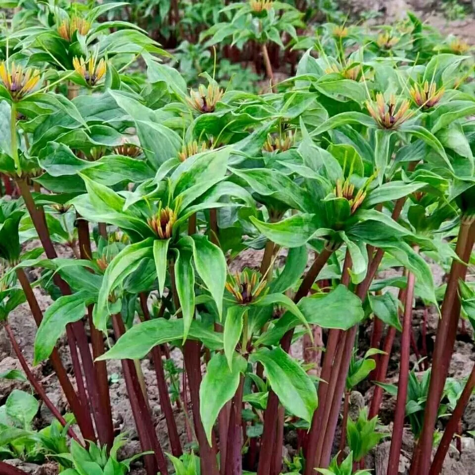 云南滇重楼（七叶一枝花）一物一拍具有一定的药用价值