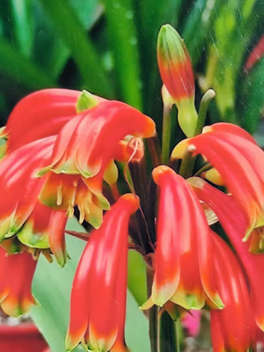 君子兰直播间下单链接一物一拍