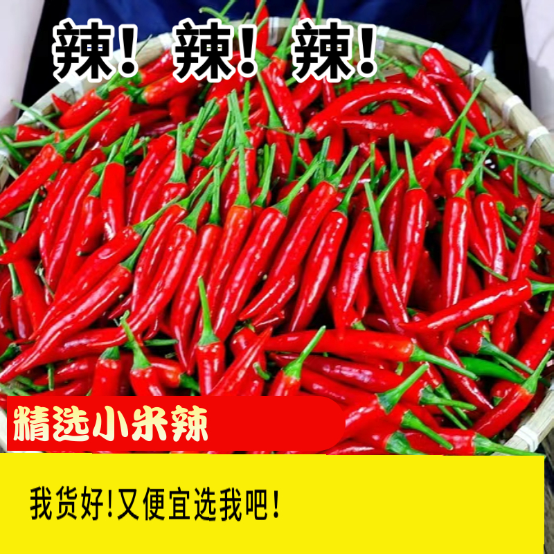 威远农家自种新鲜现摘小米椒可用于泡椒调味的蔬菜辣椒很辣哦！