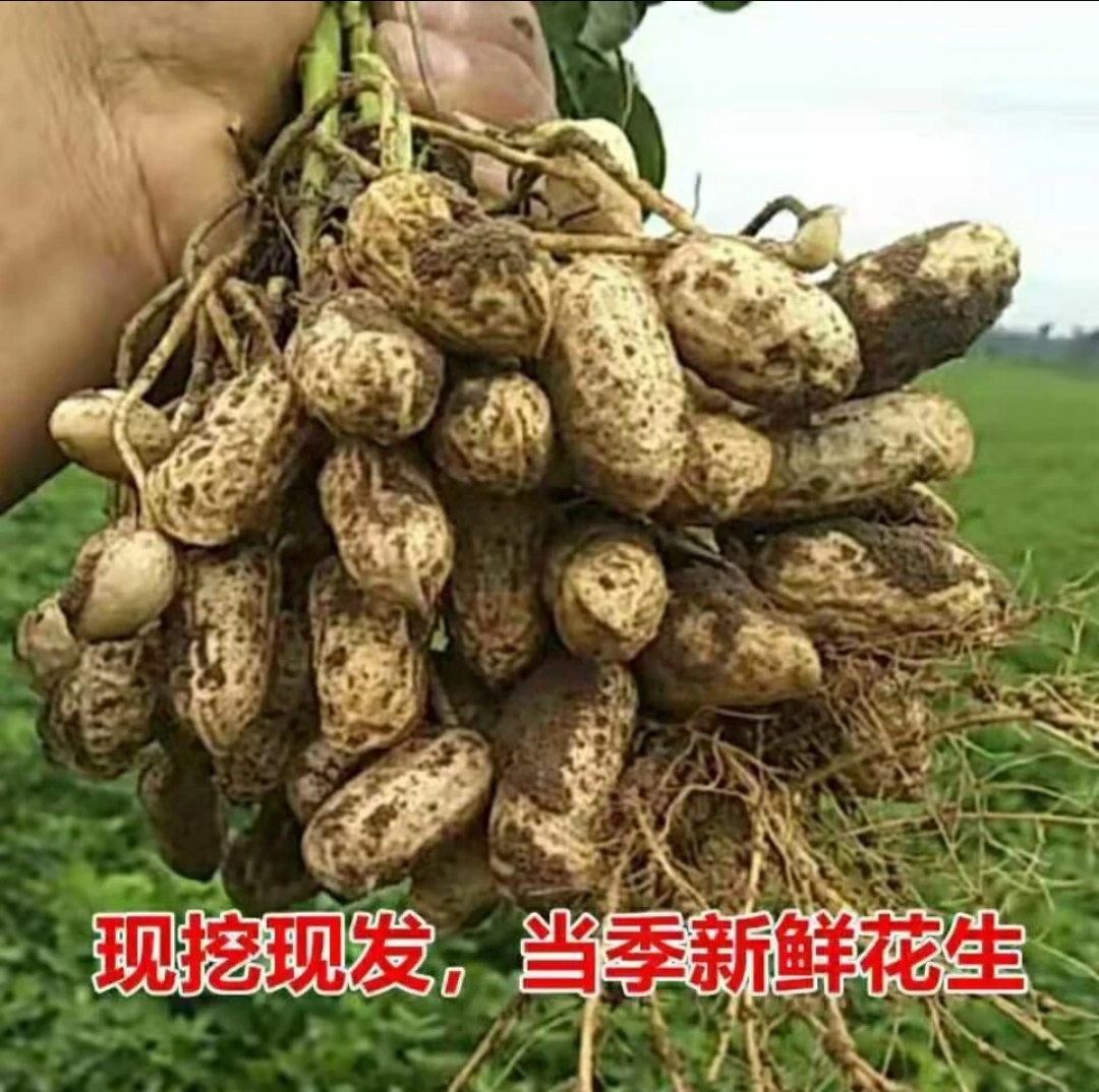 四川当季新鲜花生花生粉皮新鲜花生现挖现发手工挑选