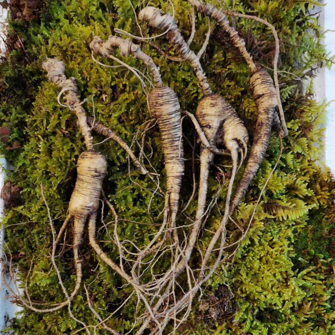 森佰优林下参 鲜参  直播 改价链接  泡酒 煲汤