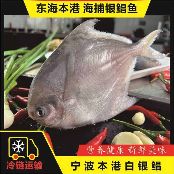 宁波东海冷水本港白银鲳速冻锁鲜 每斤3条