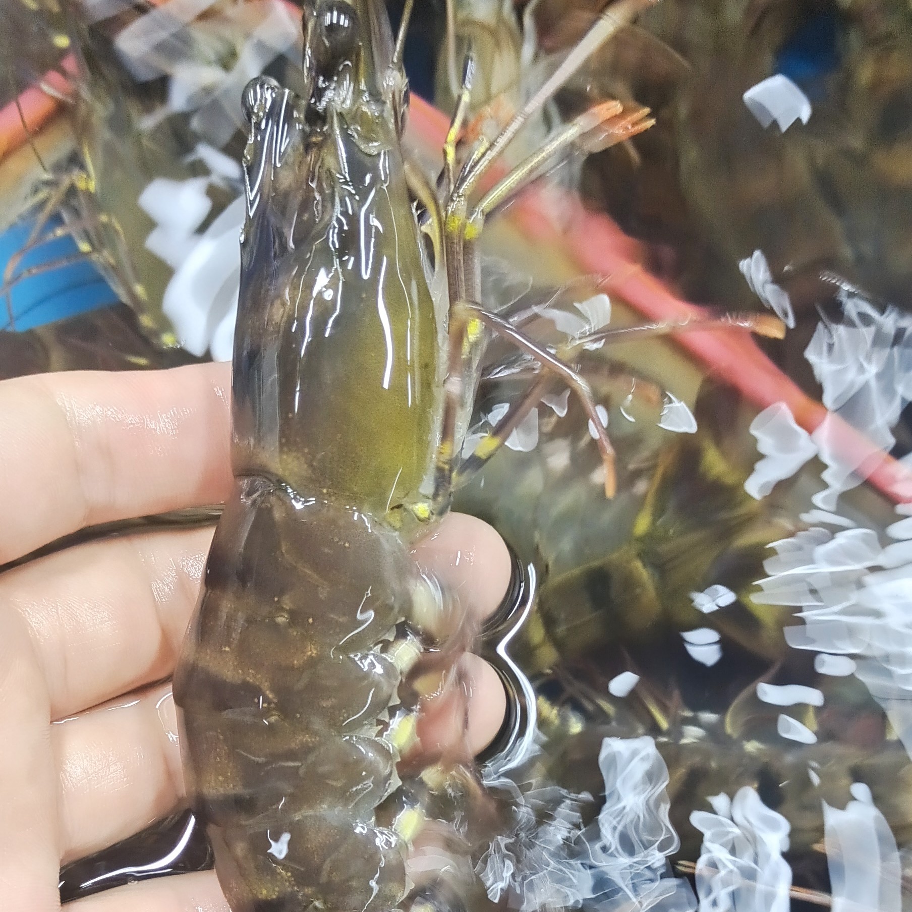 最新日期黑虎虾三斤起拍沈阳海鲜