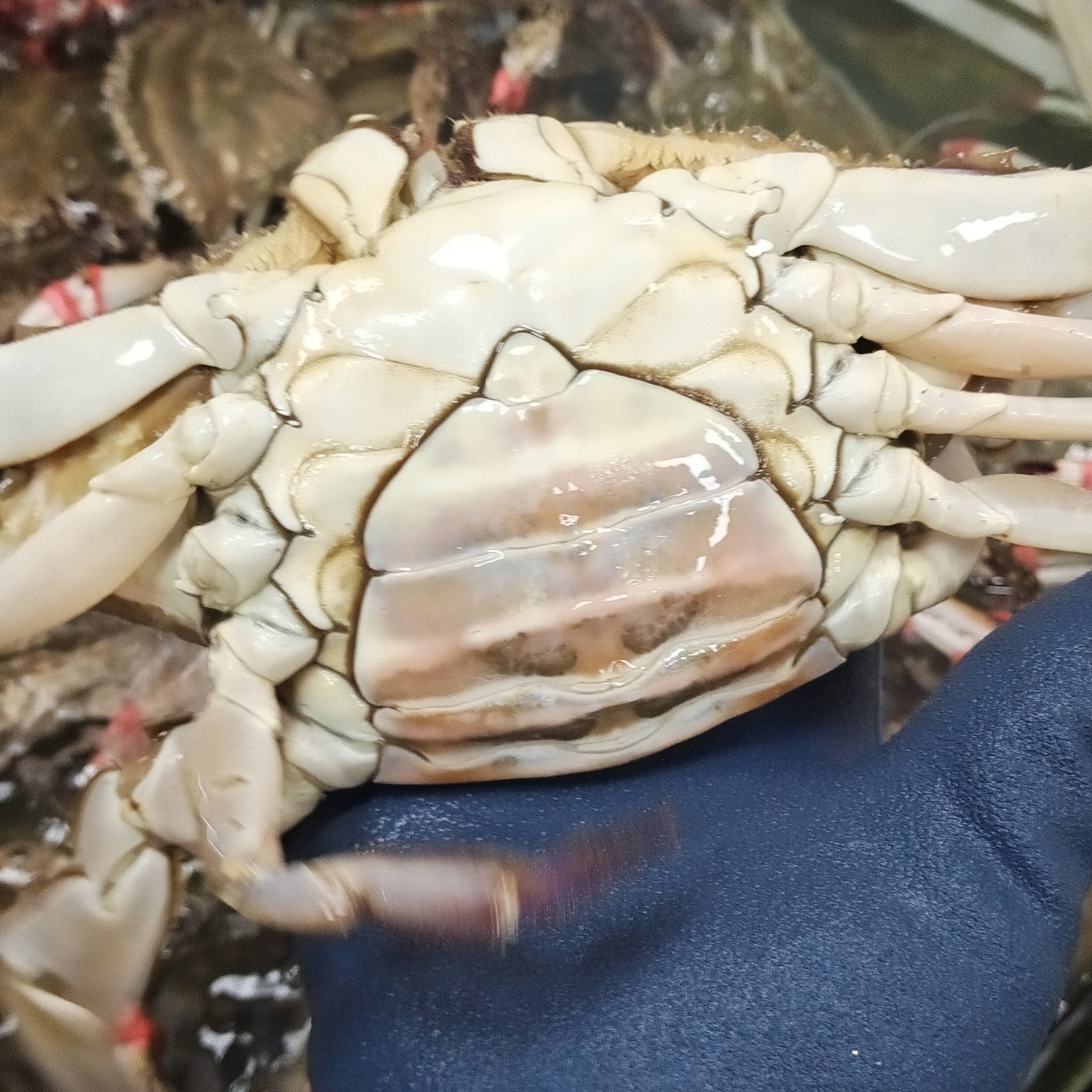 【保鲜不保活】吃肉母蟹梭子蟹每只3-5两2斤起拍沈阳海鲜