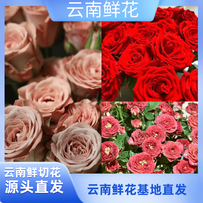 小花【卡布+巧克力玫瑰】云南基地直发