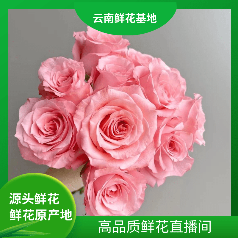 颜花【戴安娜】云南鲜花 任意两单升级顺丰/空运