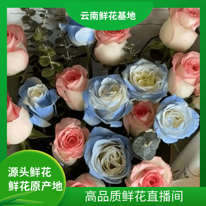 颜花【艾莎+碎冰蓝】云南鲜花基地直发 两单升级顺丰冷链