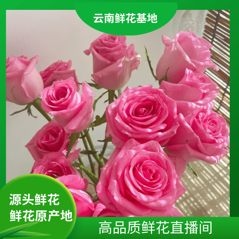 颜花【苏醒玫瑰】云南鲜花基地直发 两单升级顺丰冷链