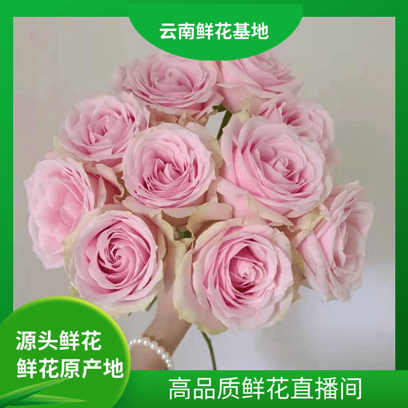 颜花【粉红雪山】云南鲜花 任意两单鲜花升级顺丰冷链