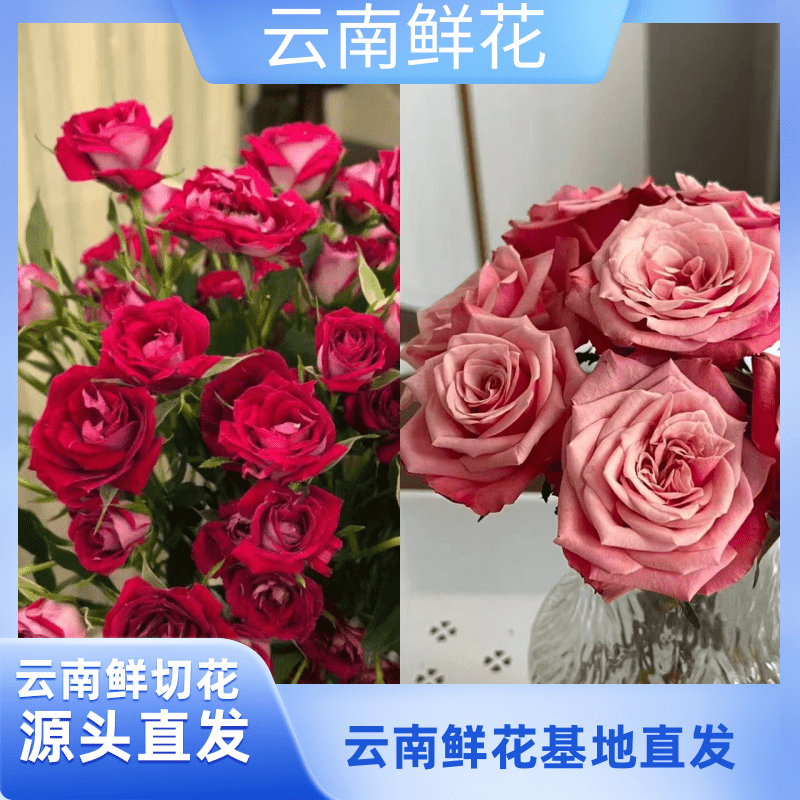 （小花专属）【闺蜜+波塞尼娜玫瑰组合】
