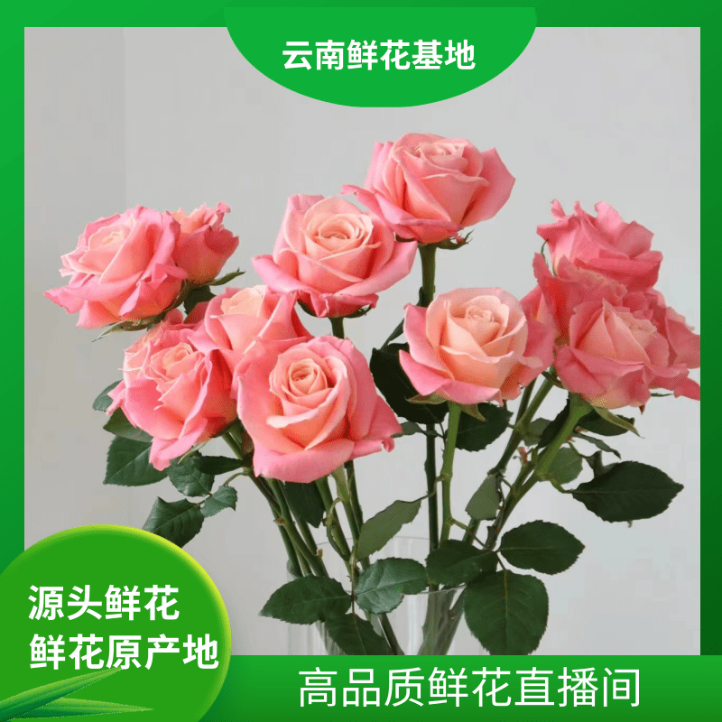 颜花【猪小姐玫瑰福利】云南基地鲜花 任意两单升级顺丰/空运