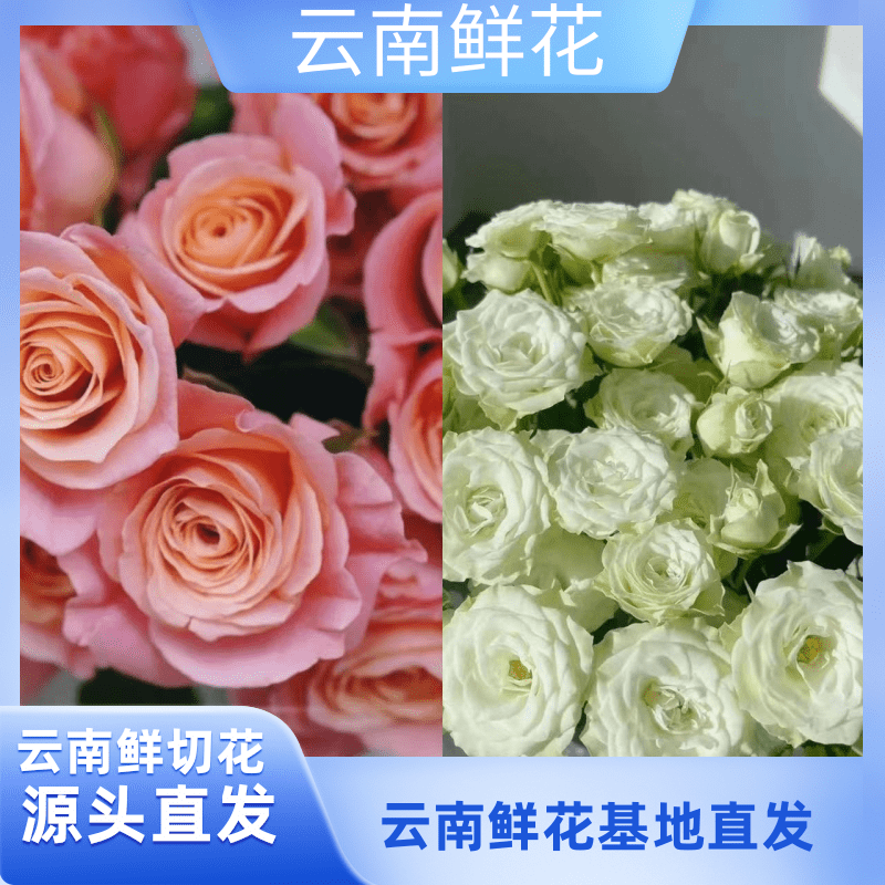 （小花专属）【朱小姐+繁星玫瑰组合】