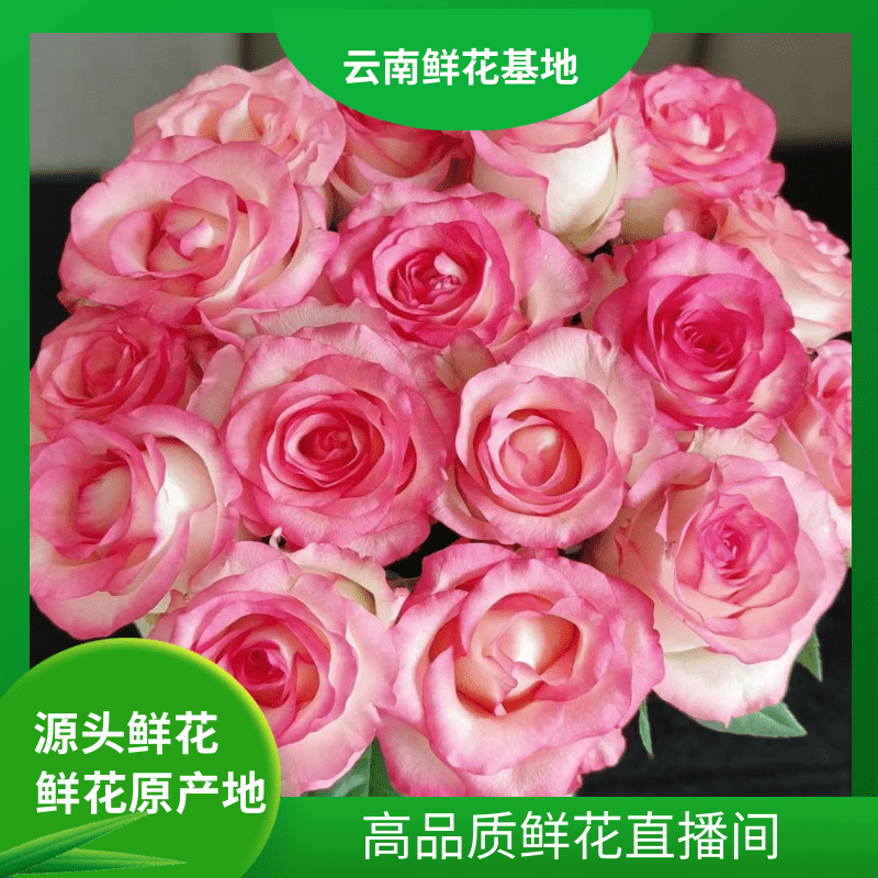 颜花【艾莎+粉康+粉菊】云南基地 两单鲜花升级顺丰冷链