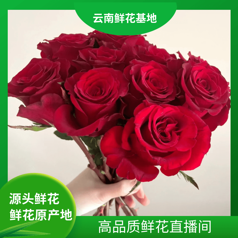 颜花【红玫瑰】云南鲜花 任意两单升级顺丰/空运