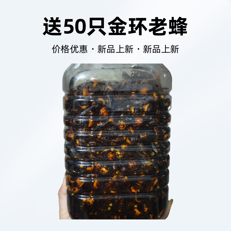 活泡500只送50只含原浆诱蜂水金环老蜂，金环虎头蜂一元一只！