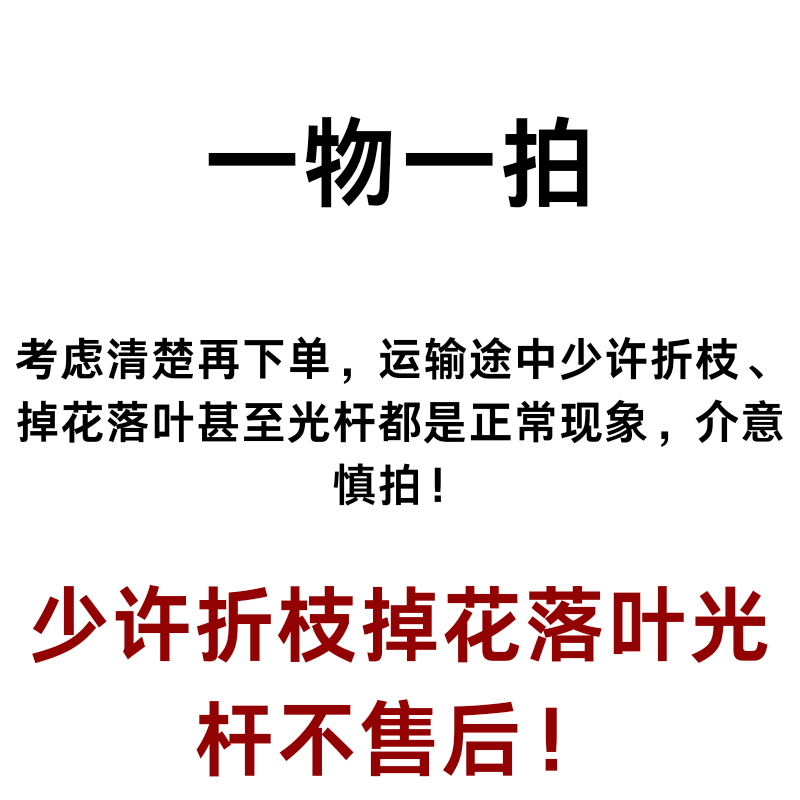 【0.5加仑盆】三角梅运输途中少许折枝掉花落叶光杆不售后！谨慎下单