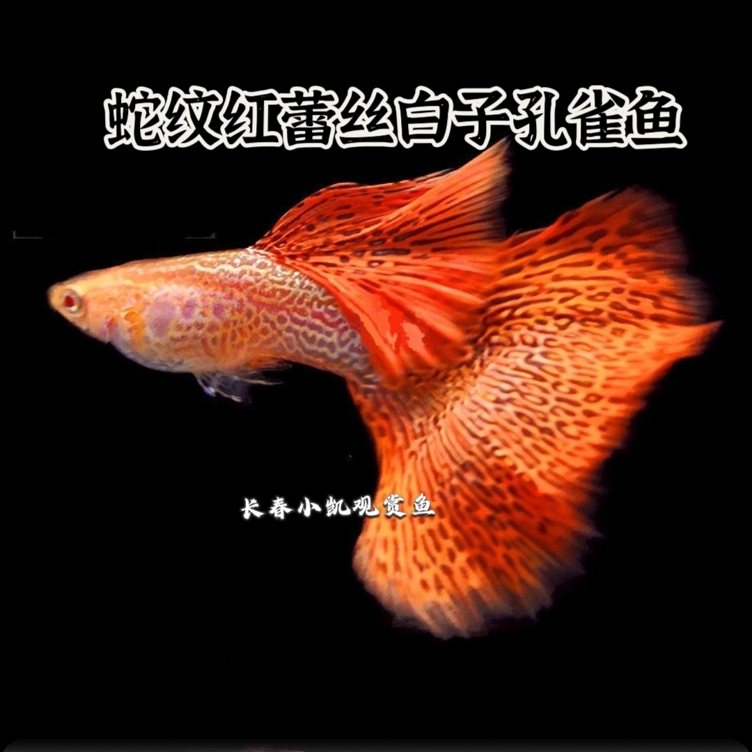 红蕾丝白子包邮孔雀鱼