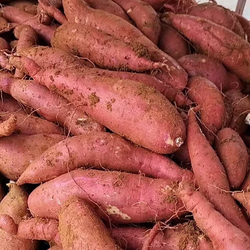 东北榆树农家地瓜3至5斤包邮黄茬甜面