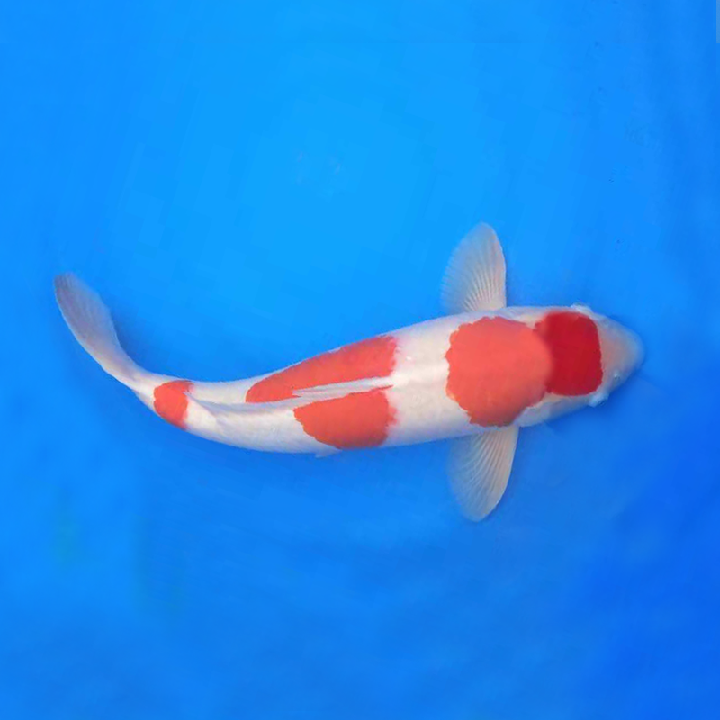 锦鲤观赏鱼冷水鱼蝴蝶鲤辉龙红白大正三色介子