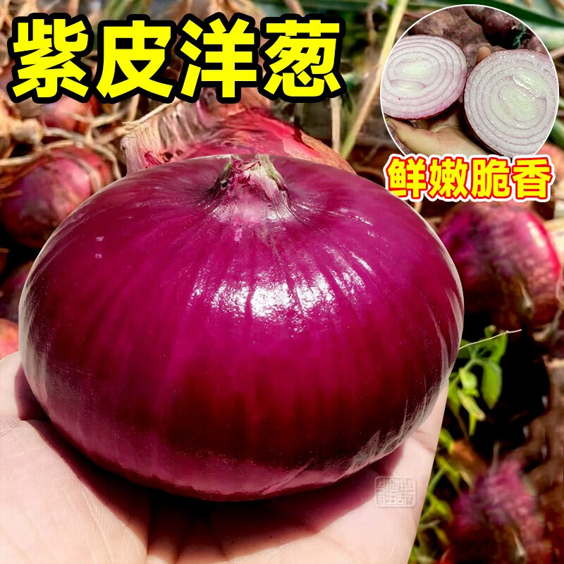 紫皮洋葱种子苗红皮圆葱籽葱头山东水果早熟春季蔬菜 紫冠洋种菜
