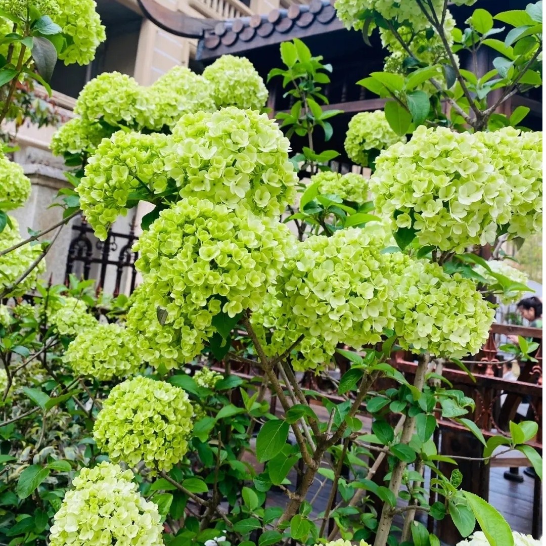 中华木绣球大花斗球庭院别墅景区地栽室外阳台盆栽耐寒中华木绣球