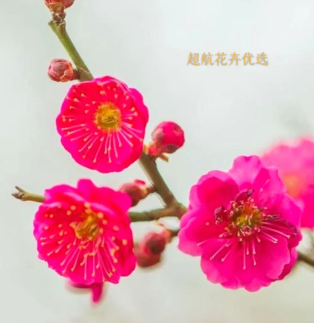 【超航花卉优选】20年梅花老桩盆景