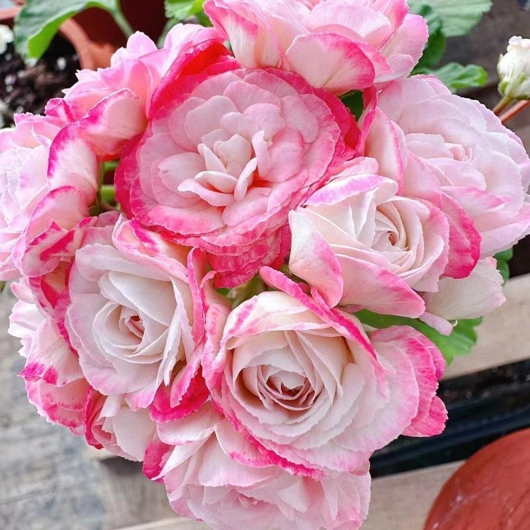 丹尼斯碗（小苗带花苞包对版）