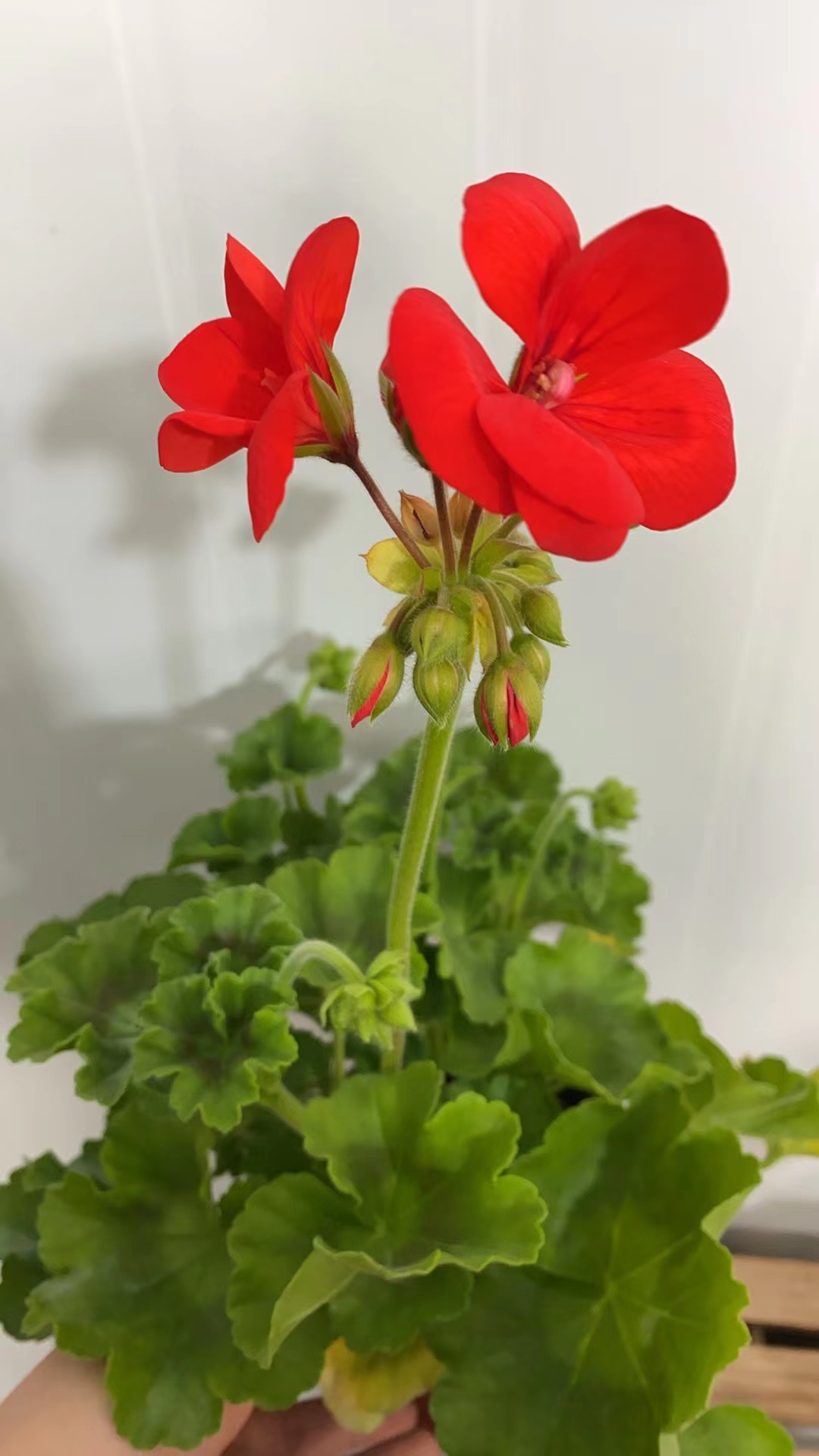 国旗红直立天竺葵进口品种天竺葵小苗带花苞