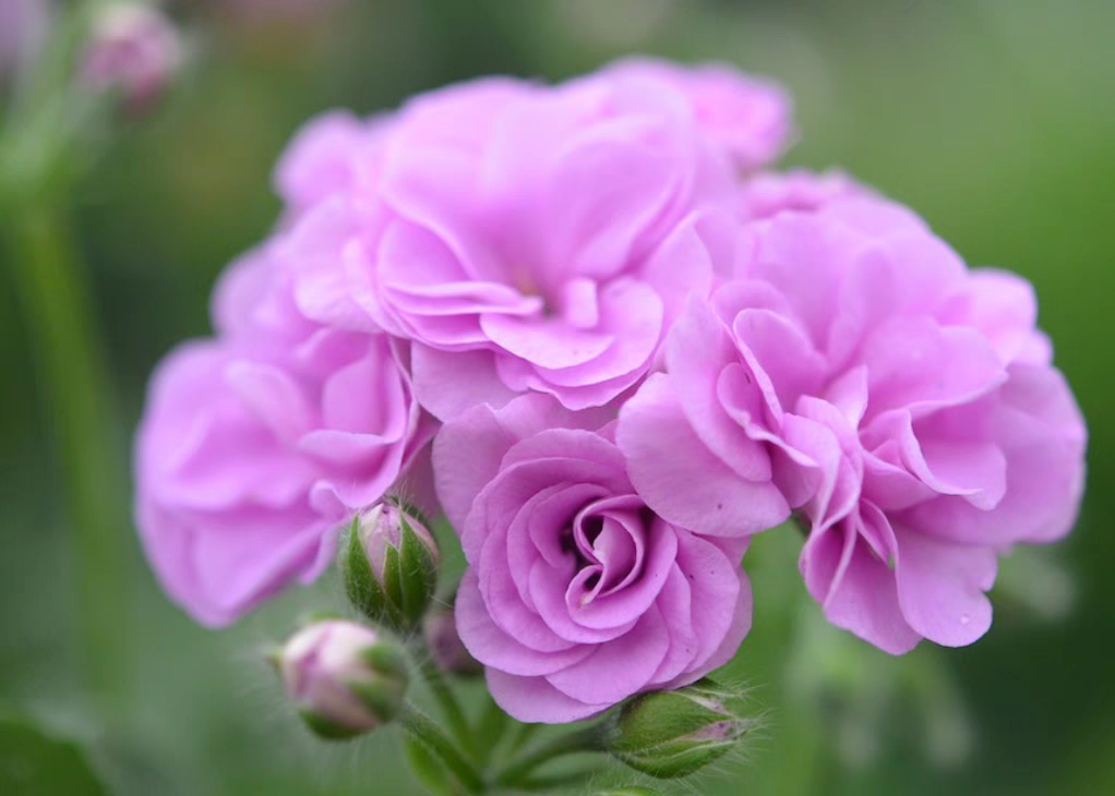 夏日玫瑰垂钓天竺葵进口品种天竺葵小苗不带花苞