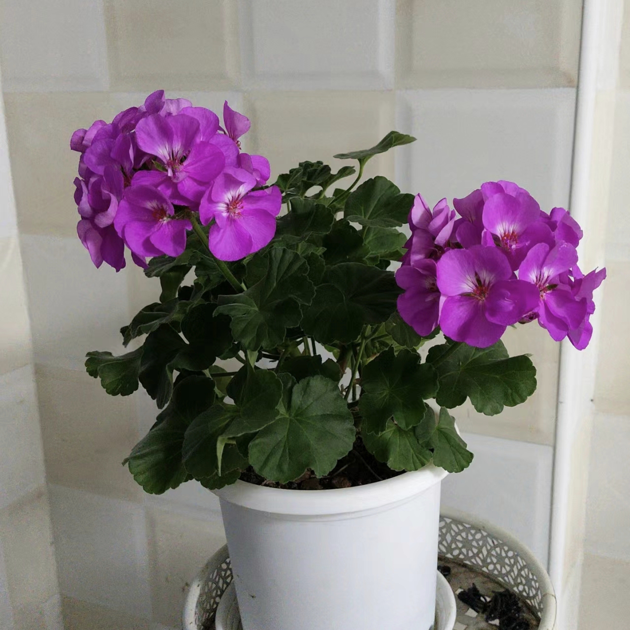 湛蓝天空直立天竺葵小苗带花苞