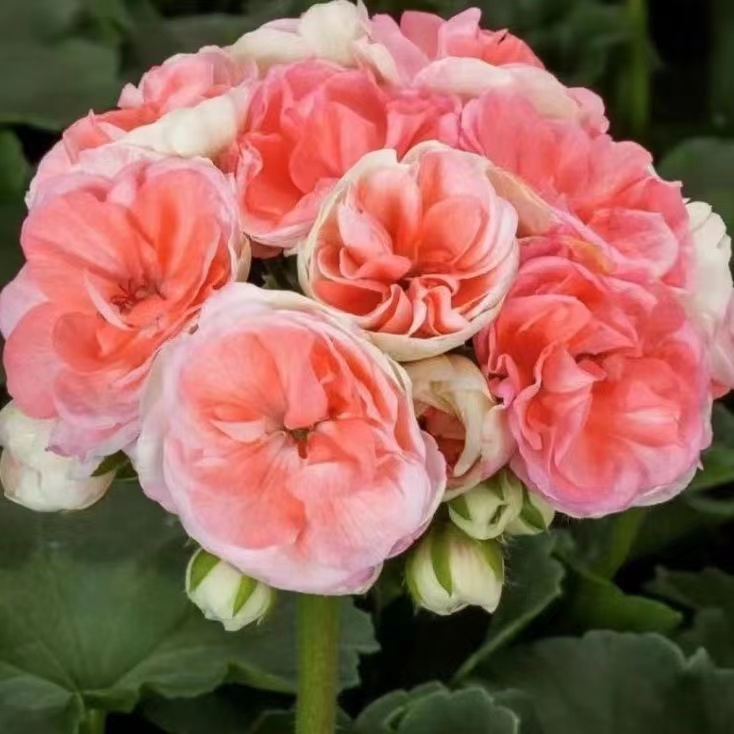 瑞典玫瑰小姐天竺葵（小苗带花苞包对版）