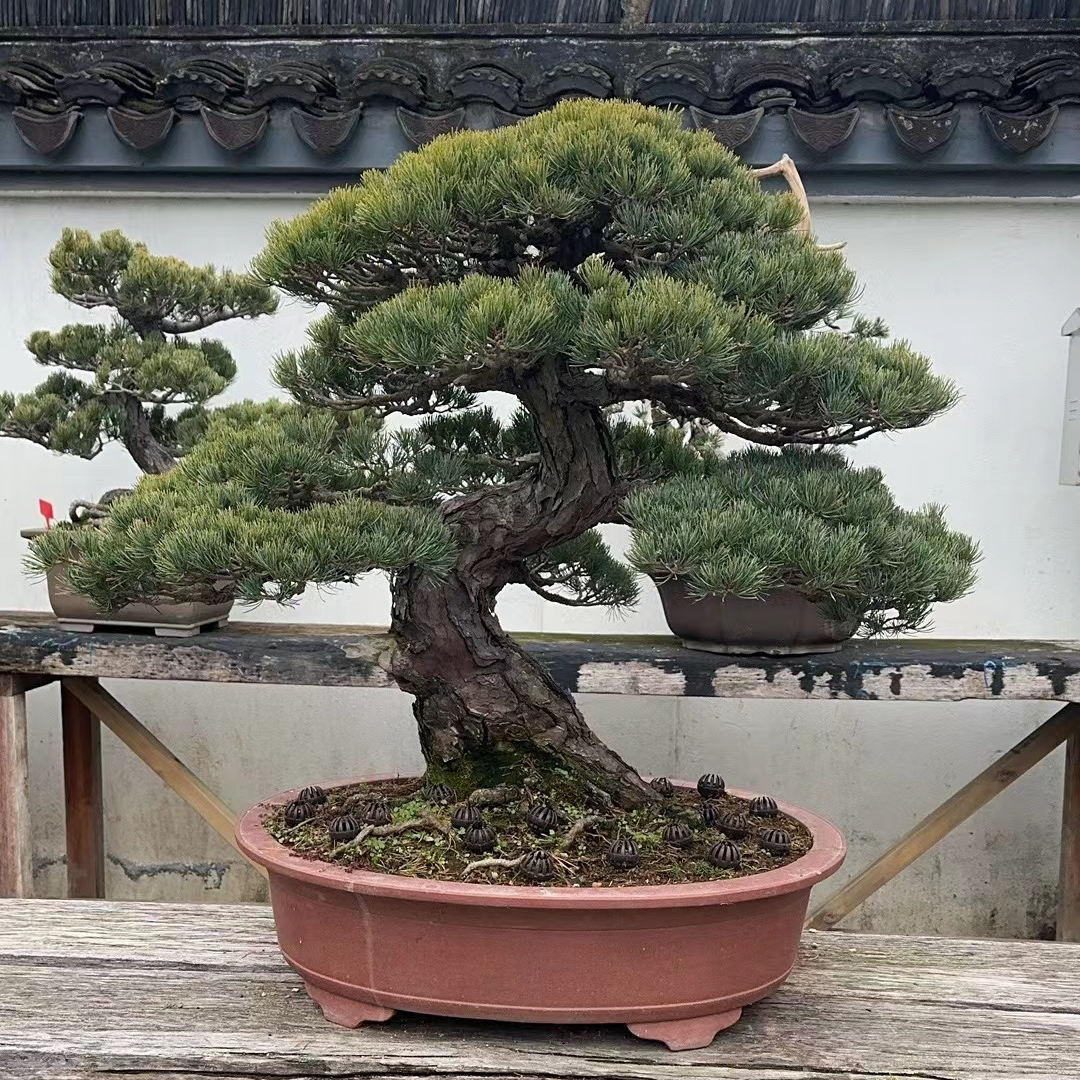 松柏造型盆景规格品种齐全造型各异 直播间一物一拍