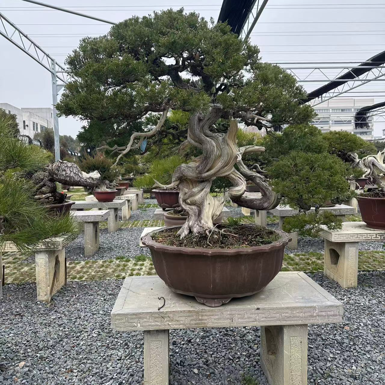 松柏造型盆景规格品种齐全造型各异 直播间一物一拍