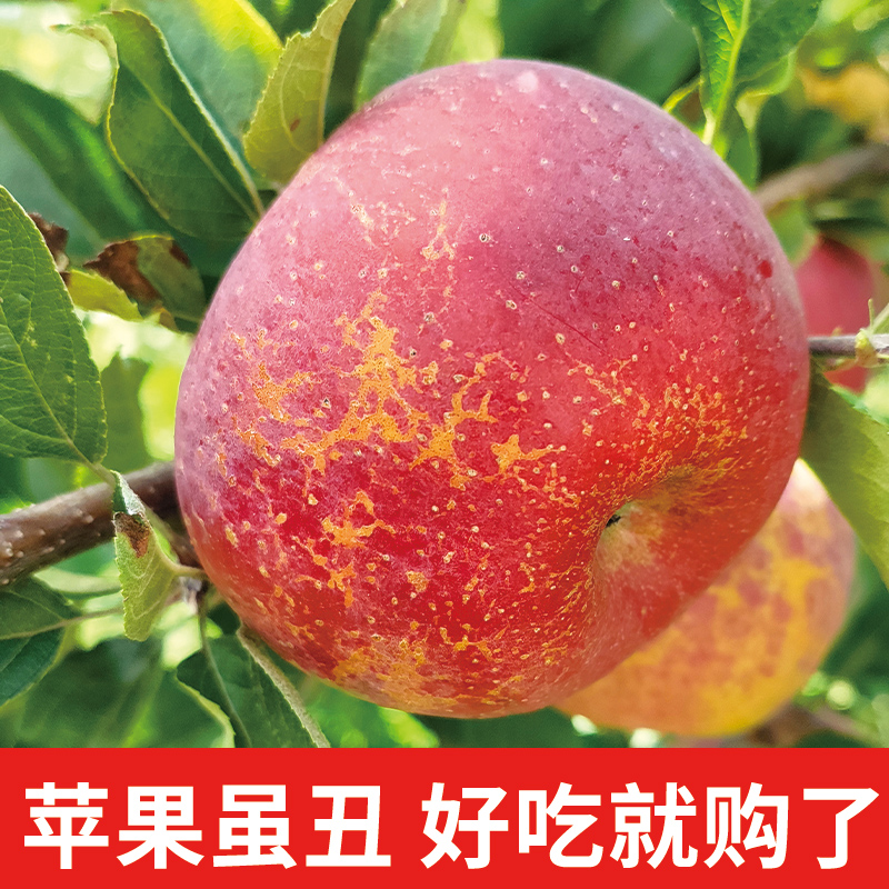 云南昭通丑苹果新鲜采摘应季水果冰糖心脆甜爽口多汁现摘产地包邮