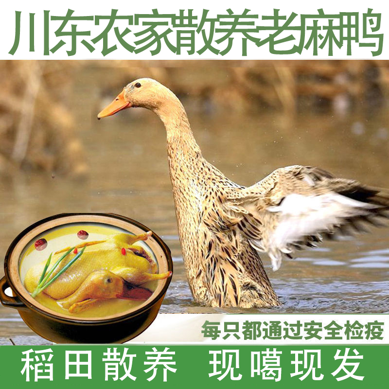 农村粮食散养土鸭子1~3年老鸭子麻鸭鸭肉整只煲汤现杀全国包邮