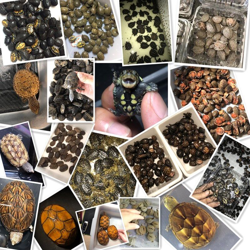 直播链接[直播间专拍]观赏龟 巴西龟 蛋龟 变异龟 侧颈龟