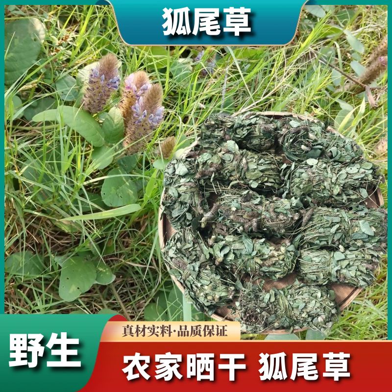 野生狸尾草羊咩香农家自晒无硫500g狐尾草配益母草煮茶滋补原料