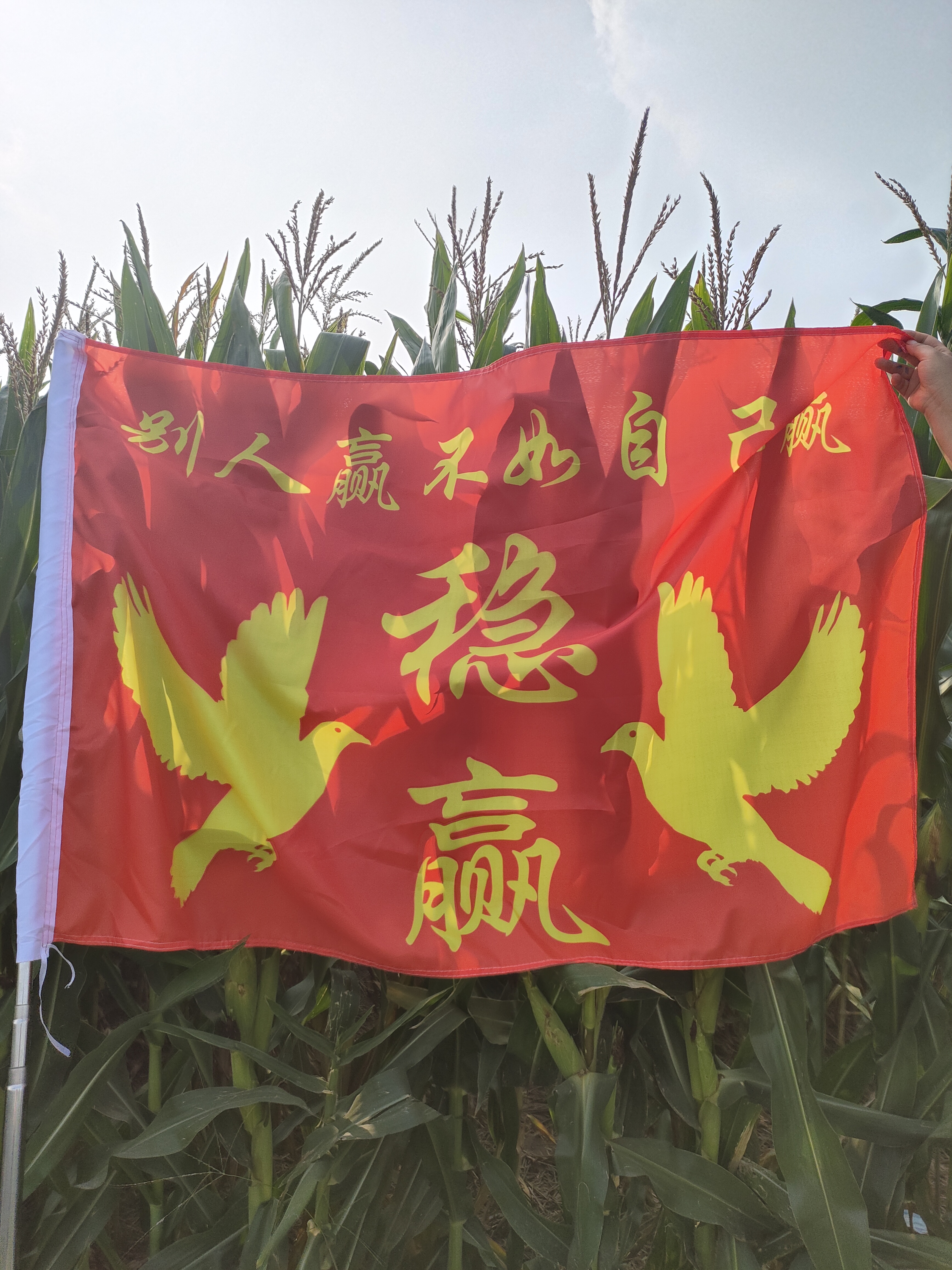 鸽子放飞手摇旗稳赢旗帜