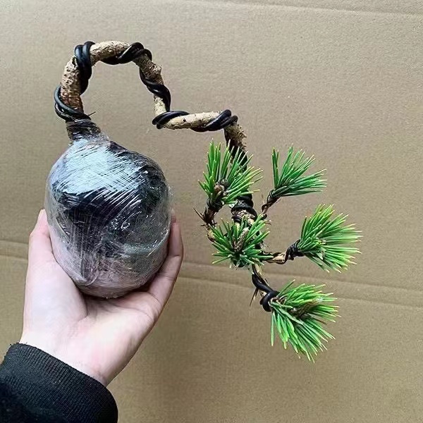 三河黑松适合庭院 假山 鱼池种植 耐旱耐寒  喜阳 植物春季秋季