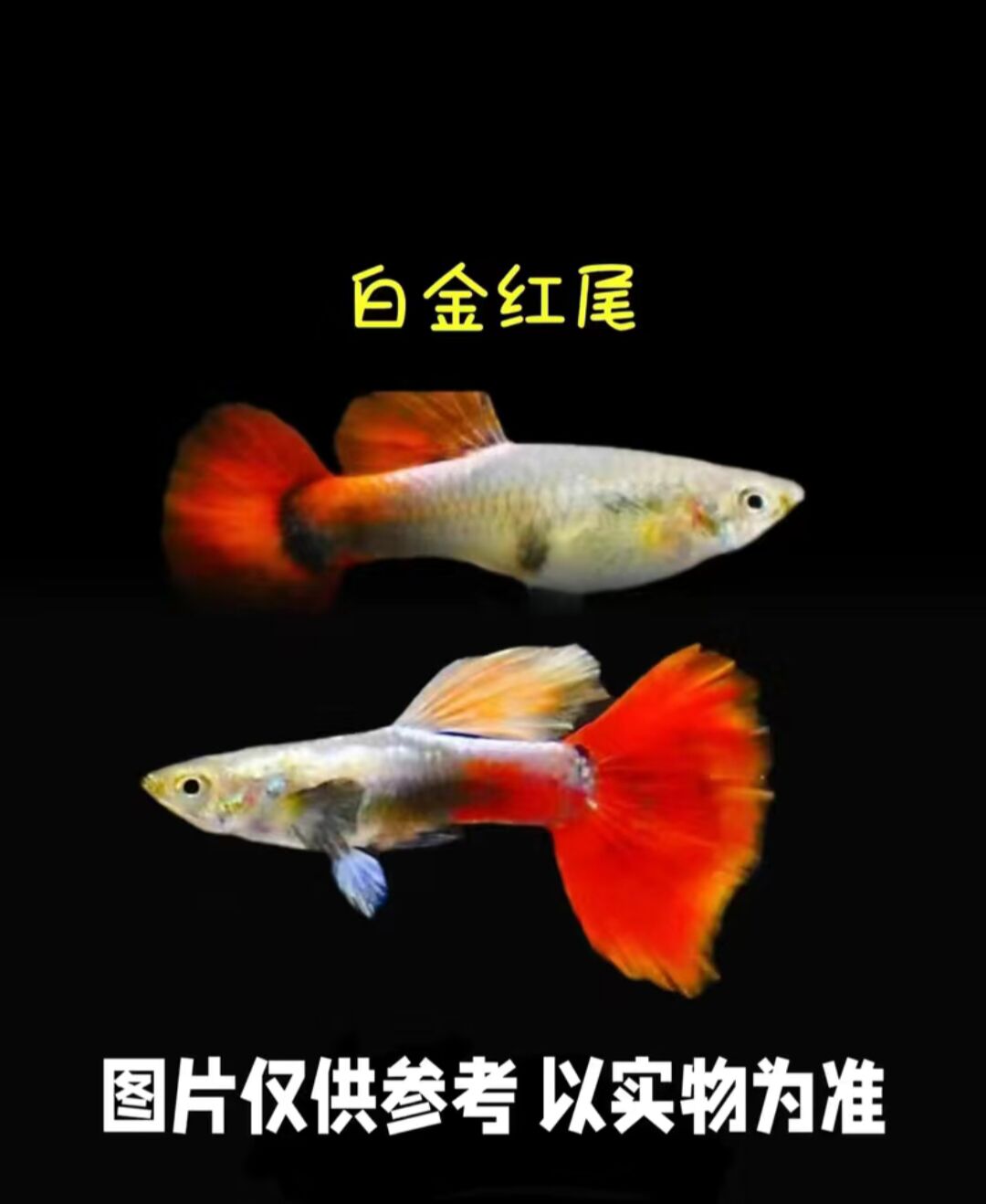 白金红尾2条