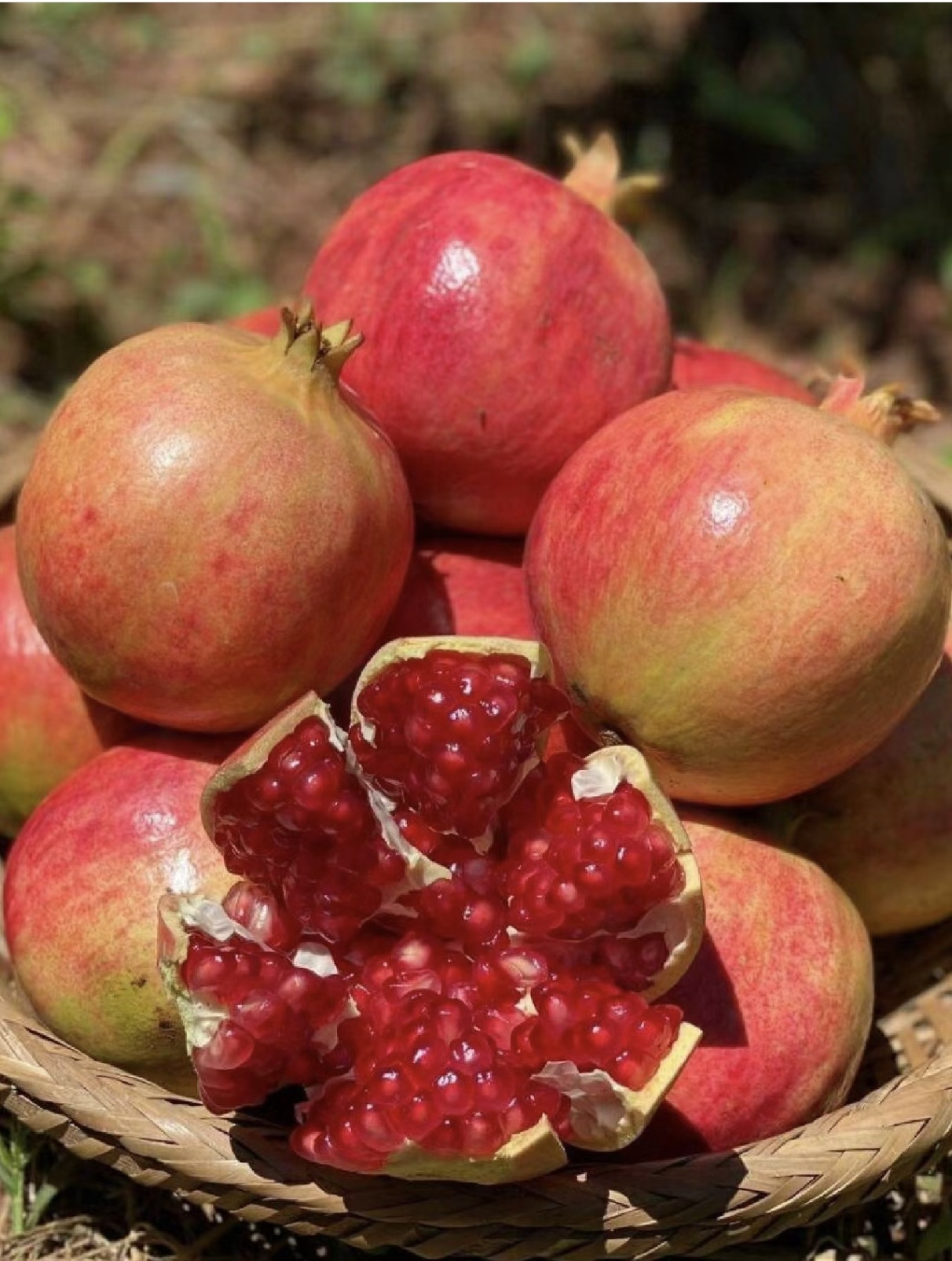 突尼斯软籽石榴一个