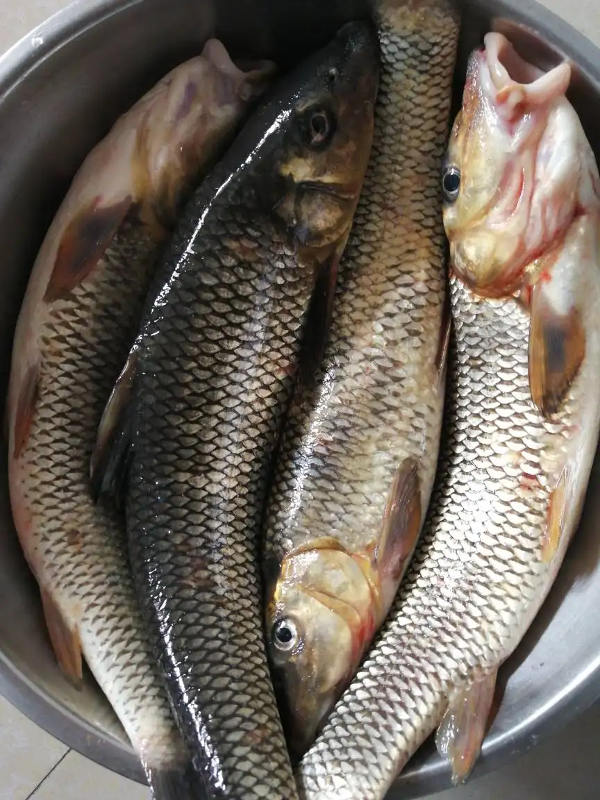 东北虫虫鱼（重唇）