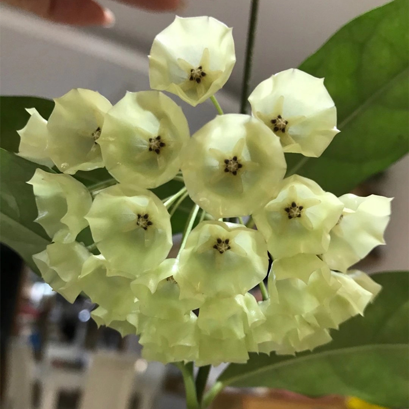 康鹏娜球兰 ( Hoya Campanulata ) 直立型品种勤花易开花香味好