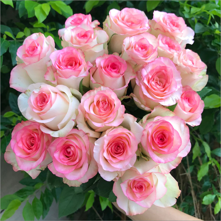 【艾莎】单头玫瑰鲜花花束云南昆明基地直发速递同城家用花水养