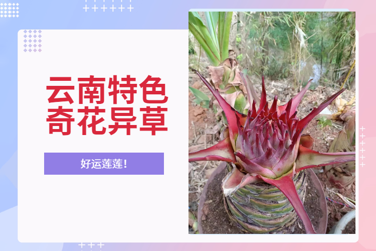 地涌紫莲，好养易活，高端大气上档次
