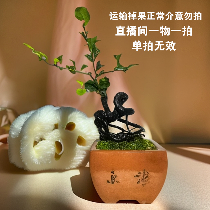 金弹子直播间看货夏季观赏夏季五彩大红树桩矮霸盆景造型绿植